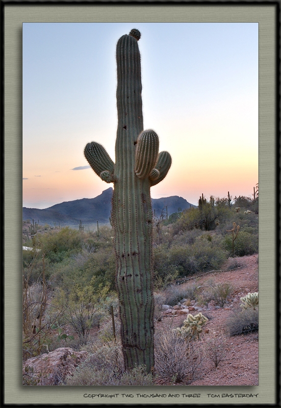 Cactus