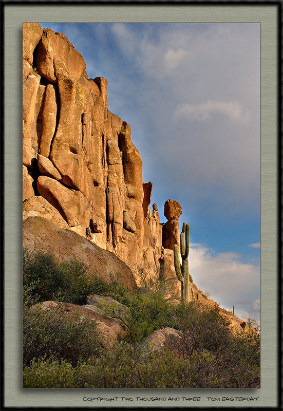 Rock_cactus