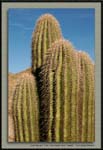 Cactus_bunch