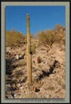 Cactus_single_hill