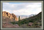 Mountain-cactuses